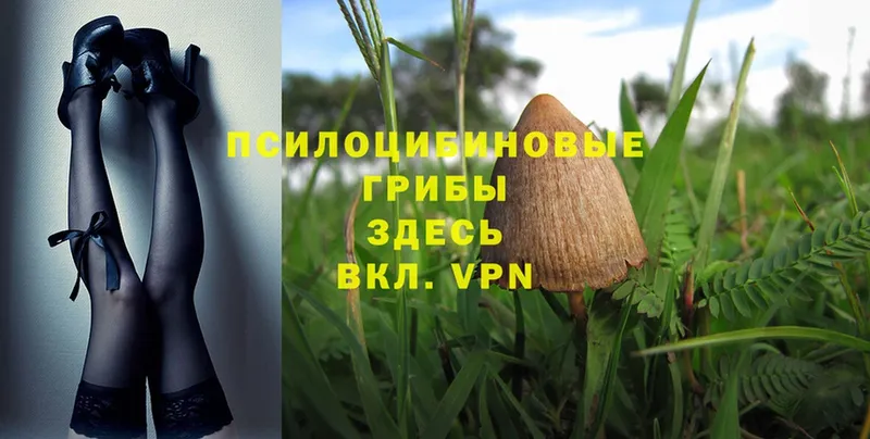 как найти   Калач  Псилоцибиновые грибы MAGIC MUSHROOMS 